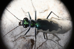 Eunota circumpicta johnsonii