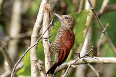 Dryobates sanguineus