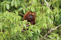 Alouatta macconnelli