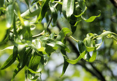 Salix babylonica tortuosa
