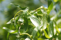 Salix babylonica tortuosa
