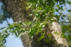 Salix babylonica tortuosa