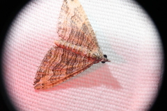 Perizoma custodiata