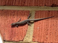 Cryptoblepharus buchananii