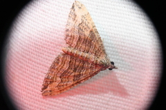 Perizoma custodiata