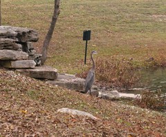 Ardea herodias