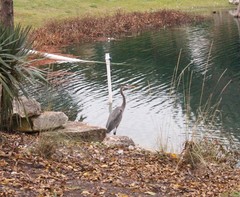 Ardea herodias