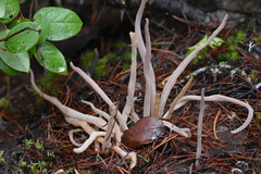 Alloclavaria