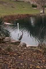 Ardea herodias