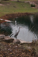 Ardea herodias
