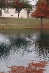 Ardea herodias