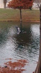 Ardea herodias