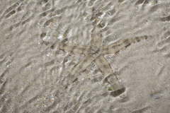Archaster typicus image