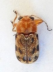 Pachybrachis nobilis