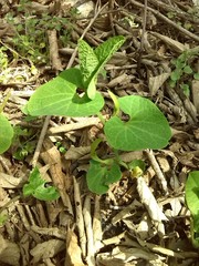 Aristolochia pallida