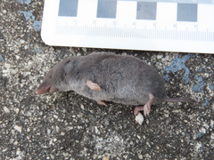 Blarina carolinensis