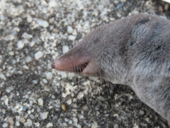 Blarina carolinensis