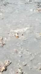 Oncorhynchus tshawytscha