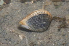 Anomalodiscus squamosus