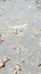 Oncorhynchus tshawytscha