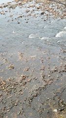 Oncorhynchus tshawytscha