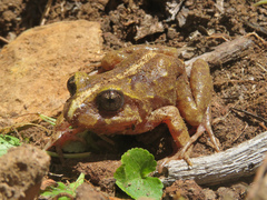 Eupsophus vertebralis