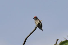 Picumnus spilogaster