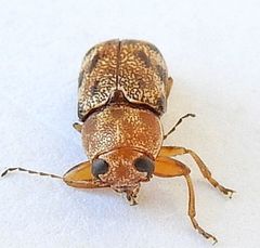 Pachybrachis nobilis