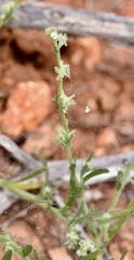 Harpagonella palmeri