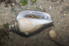Laevistrombus canarium