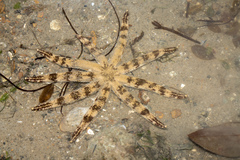 Luidia maculata