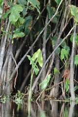 Montrichardia arborescens