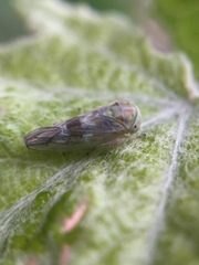 Tremulicerus distinguendus