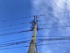 Sturnus vulgaris