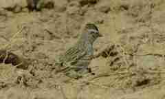 Calandrella brachydactyla