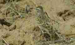 Calandrella brachydactyla