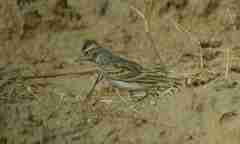 Calandrella brachydactyla