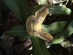 Copaxa lavenderohidalgensis