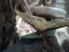 Copaxa lavenderohidalgensis