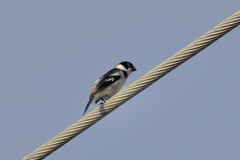 Sporophila americana