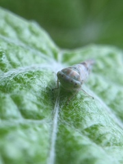 Tremulicerus distinguendus