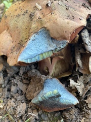 Rubroboletus eastwoodiae