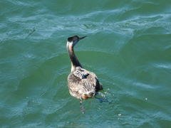 Podiceps major