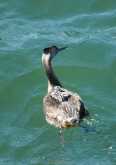 Podiceps major