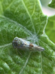 Tremulicerus distinguendus