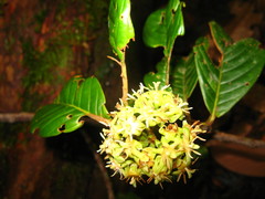 Pentaphragmataceae