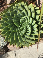 Aloe polyphylla