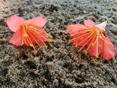 Angiospermae