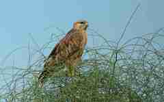 Buteo rufinus
