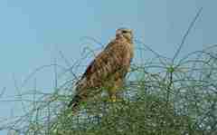 Buteo rufinus